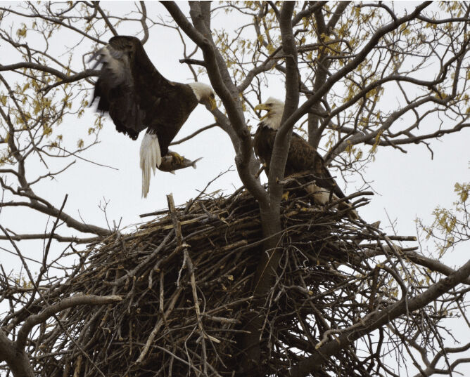 Eagles seen in Mercer County’s online Eyes on Eagles project